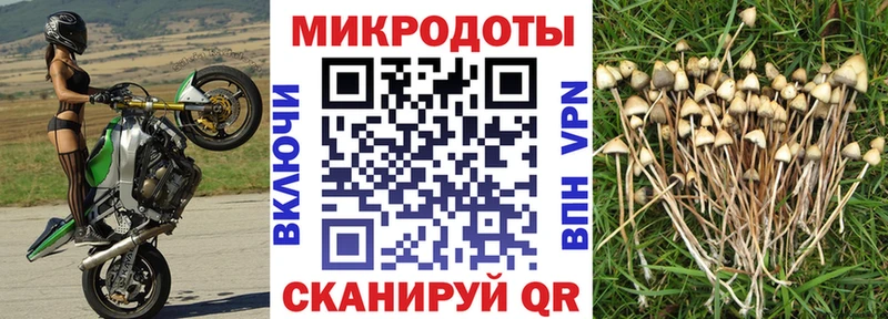 как найти закладки  Севск  Псилоцибиновые грибы MAGIC MUSHROOMS 